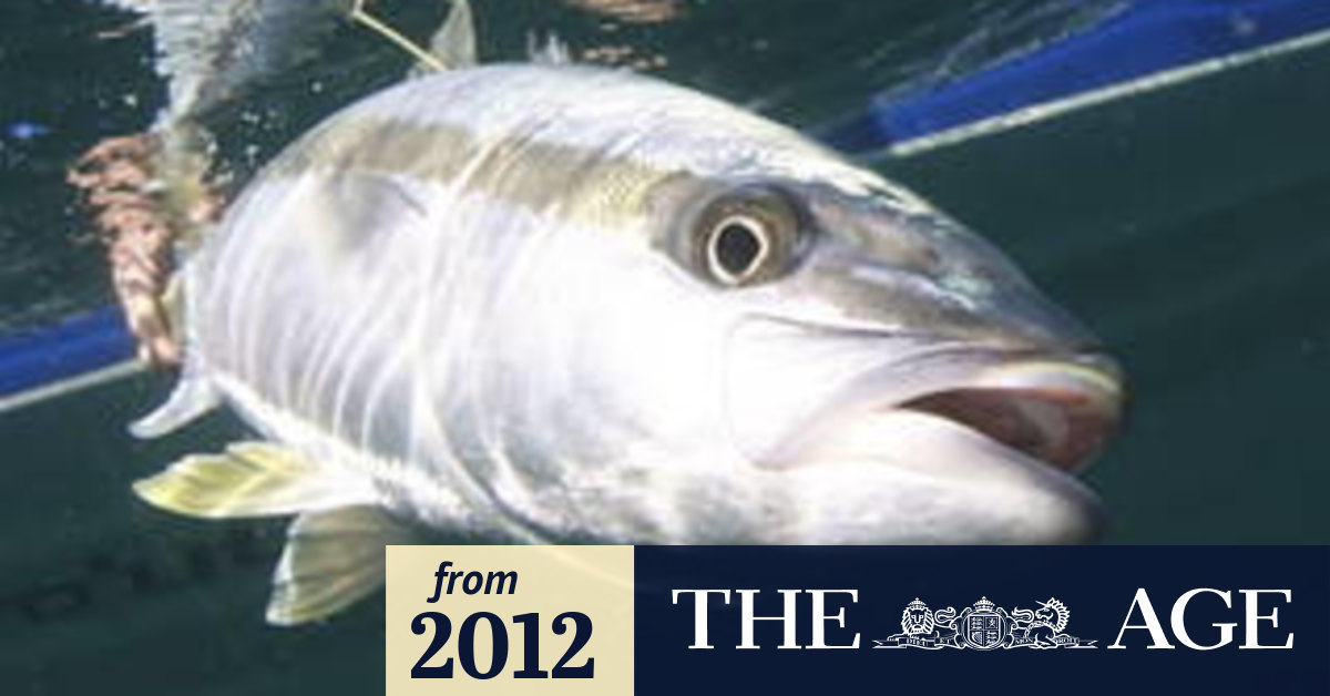 Fish disease an unwanted catch for Clean Seas